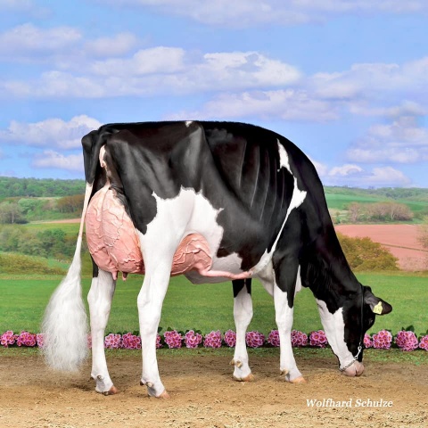 Loh TJ Tessja Armani (Maternal sister to Dice Red) - Cow of the year 2019