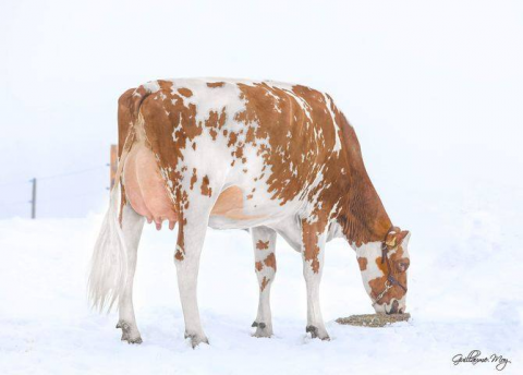 Champ-La Bise DICE Dollar Red. Calved at 22 months Jr. Champion  at Junior Expo Bulle 2019
