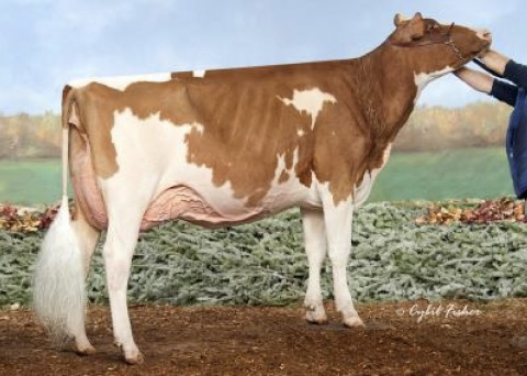 Dtr: Siemers Awesome Great-Red VG-89 2yr